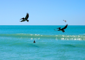 Boca Grande Red Tide