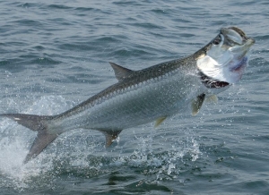 Boca Grande Tarpon Season