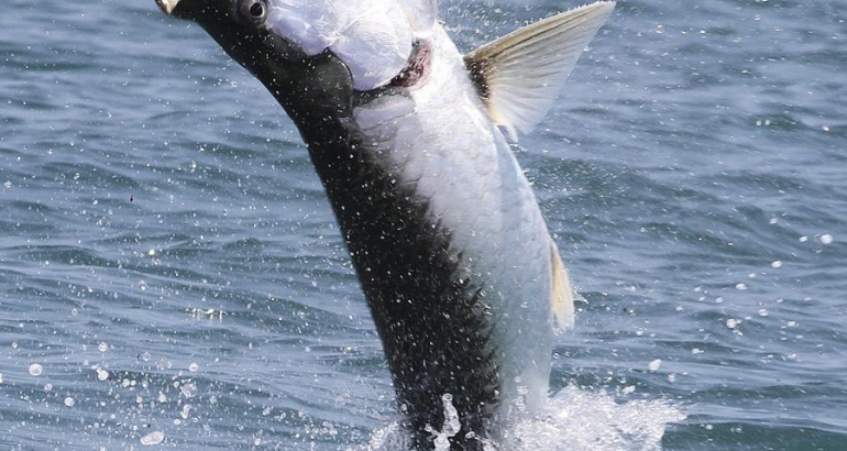 Boca Grande Tarpon Season