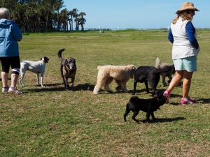 Boca Grande Dog Park