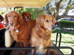 Boca Grande Dog Park