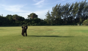 Boca Grande Dog Park