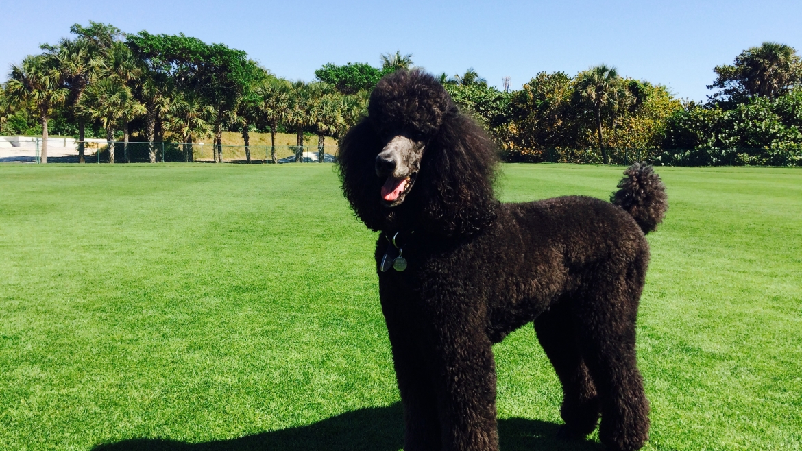 Boca Grande Dog Park