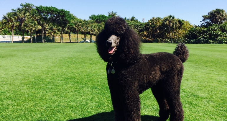 Boca Grande Dog Park