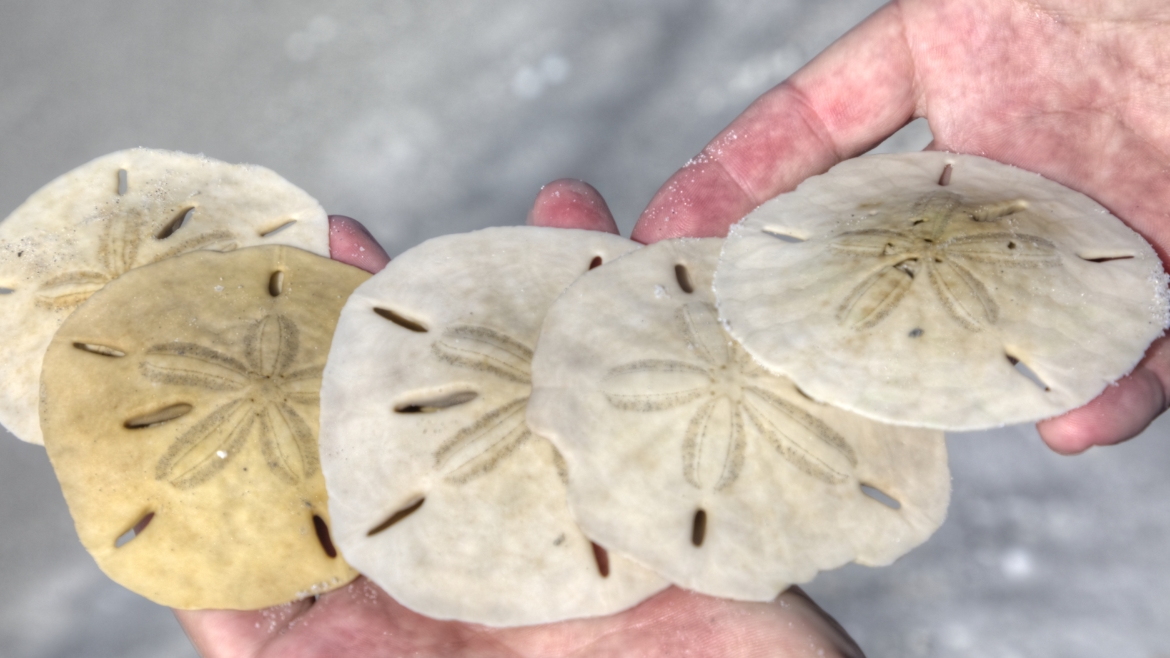 Boca Grande Shelling