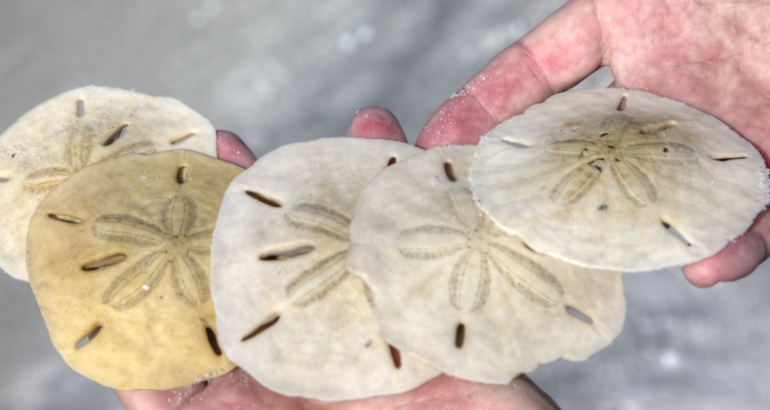 Boca Grande Shelling